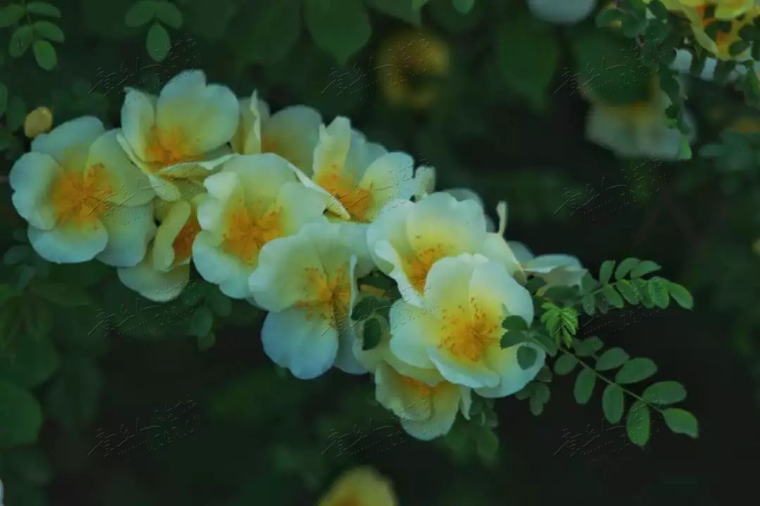 最是一年春好处 | 原来绣江河公园还可以这么拍-7.jpg
