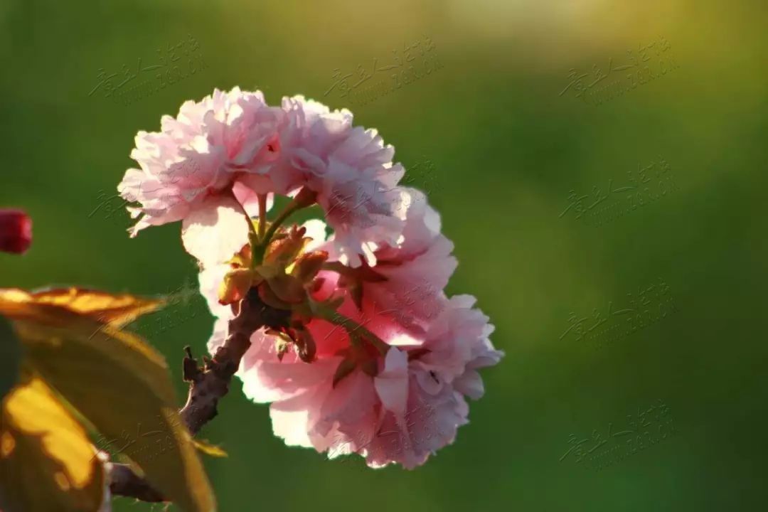 最是一年春好处 | 原来绣江河公园还可以这么拍-11.jpg