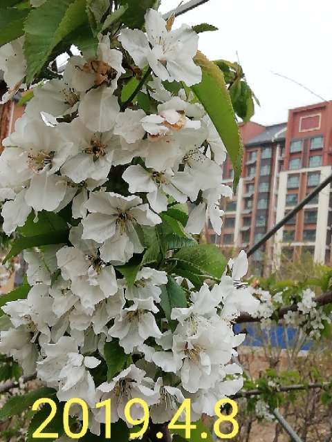 20190518_282510_1558130761781.jpg