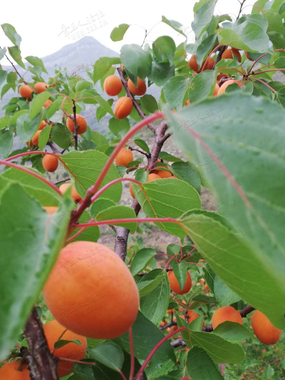 20190608_411487_1559962248169.jpg