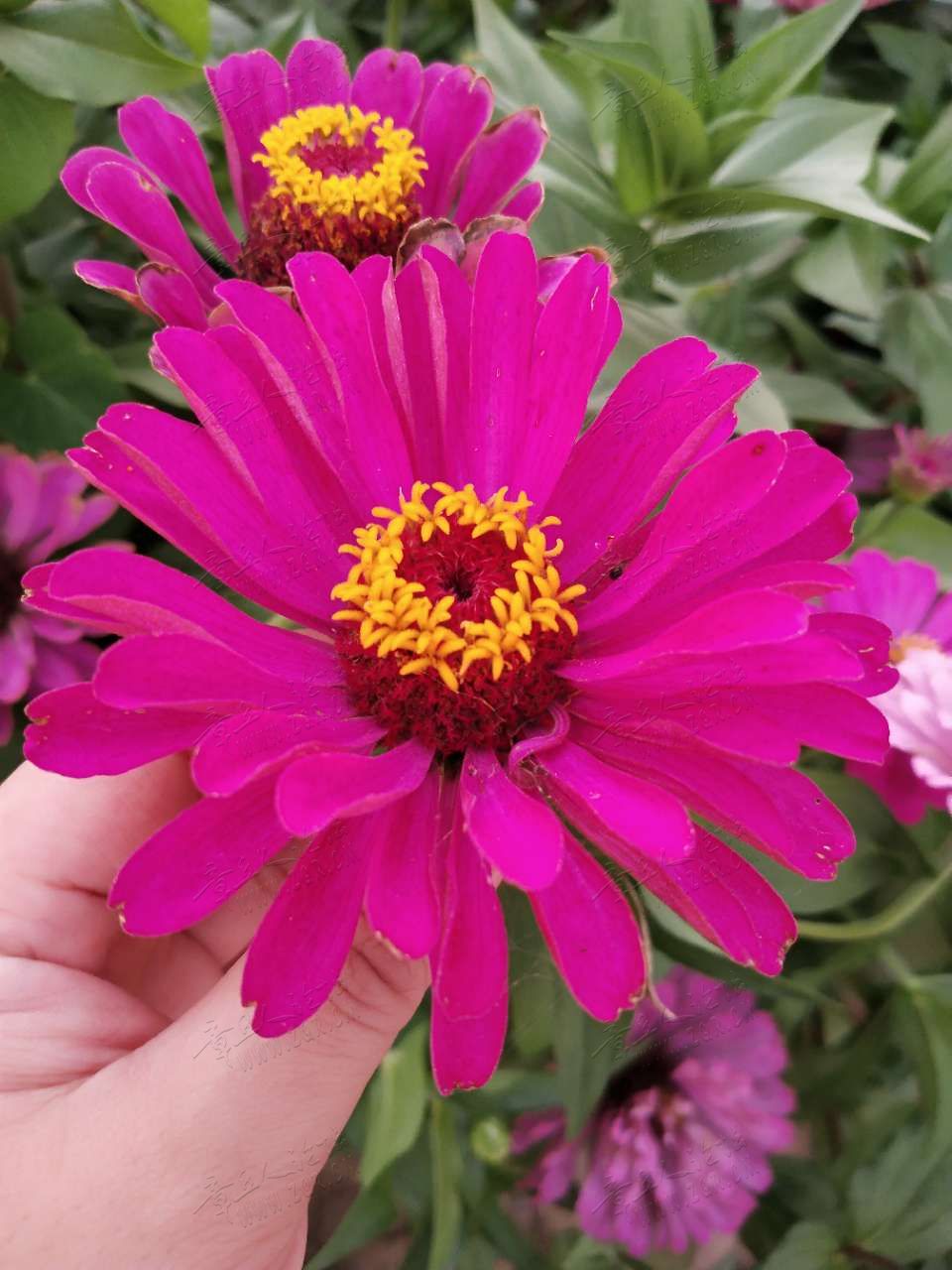 20190726_445311_1564102506002.jpg