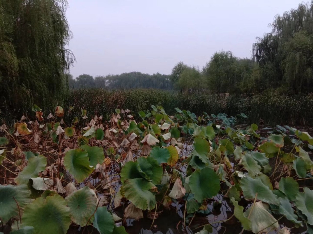 QQ图片20191008174802.jpg