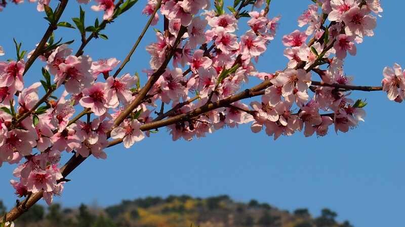 普集户外去济南南部山区梯子山看连翘花顺利归来2020.04.11 018.jpg