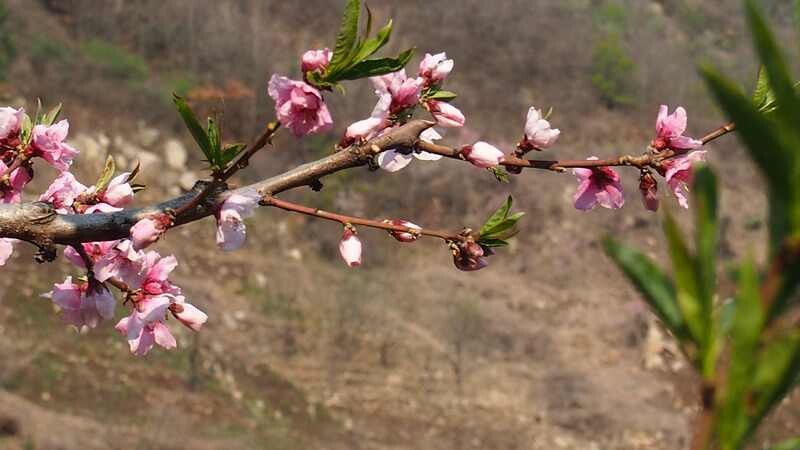 普集户外去济南南部山区梯子山看连翘花顺利归来2020.04.11 025.jpg