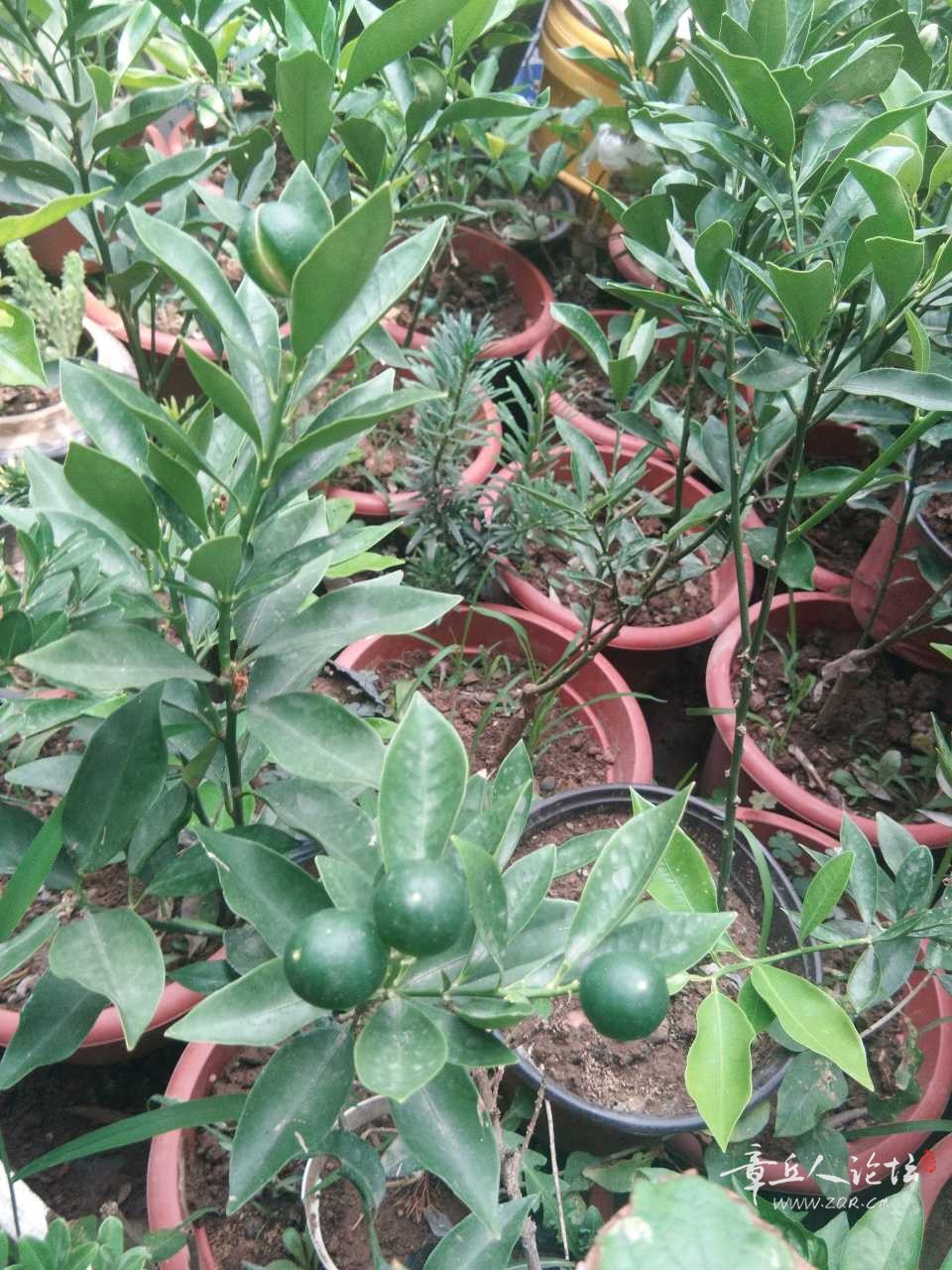 IMG_20200803_134357.jpg