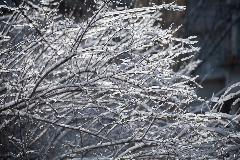 2021第一场雪-16.jpg