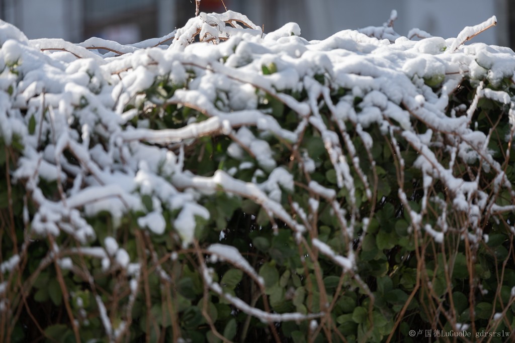 2021第一场雪-17.jpg