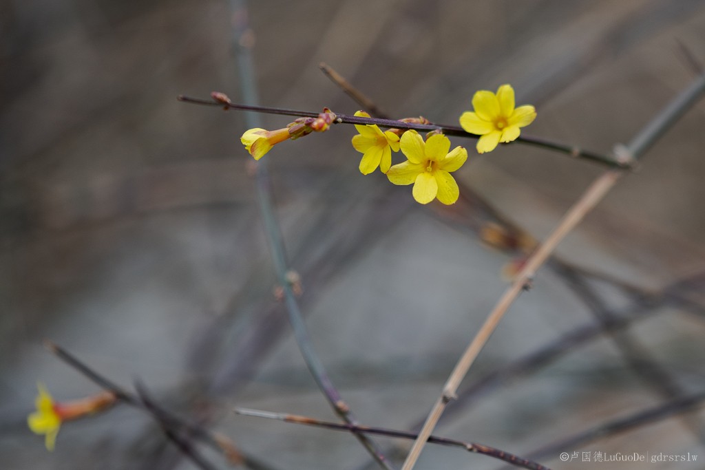 迎春花-3.jpg