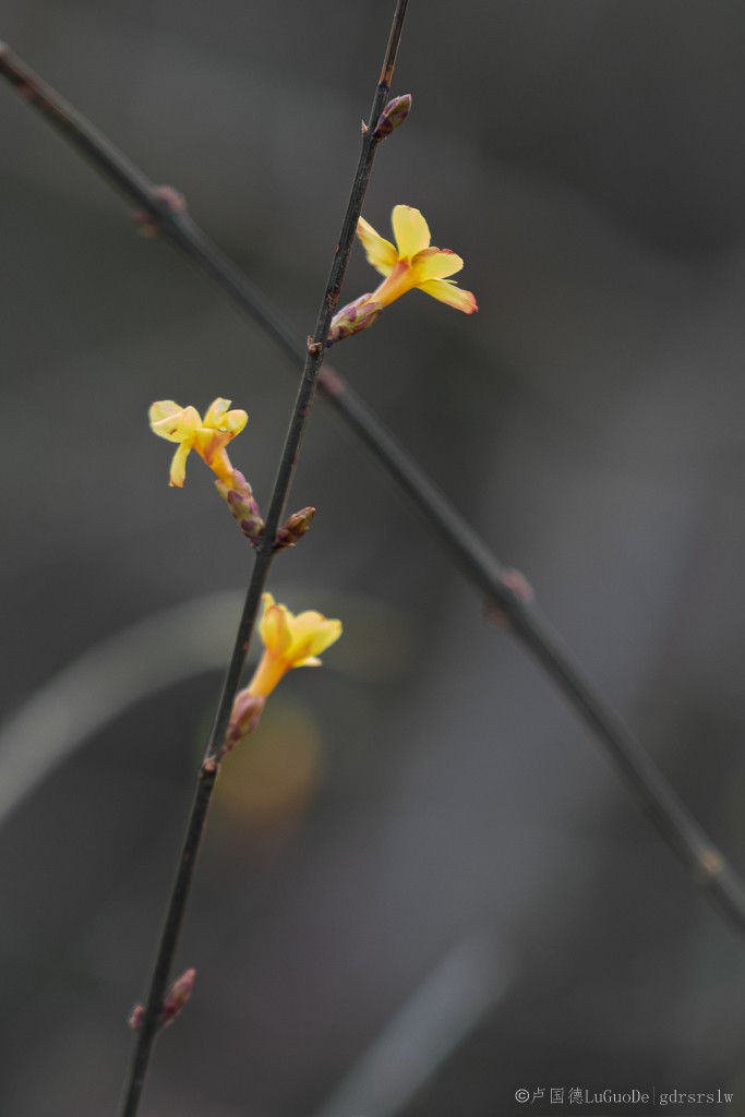 迎春花-5.jpg