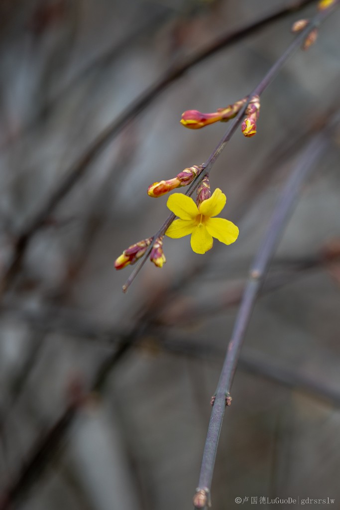 迎春花-7.jpg