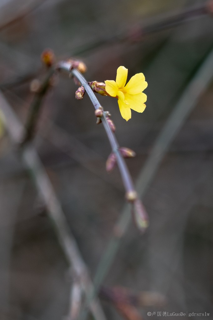 迎春花-6.jpg