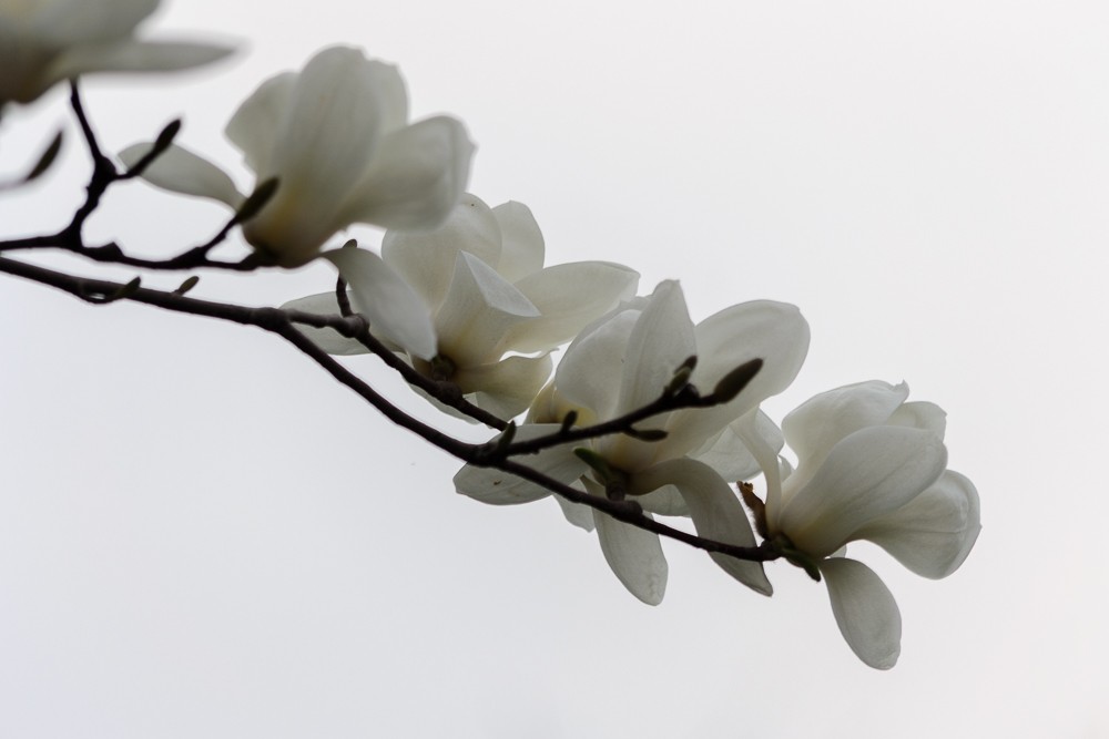 玉兰花-8.jpg