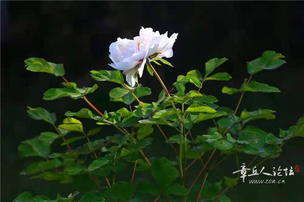 微信图片_202105181726523.jpg
