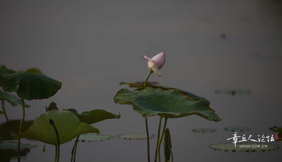 一品青莲3U4A6257.jpg