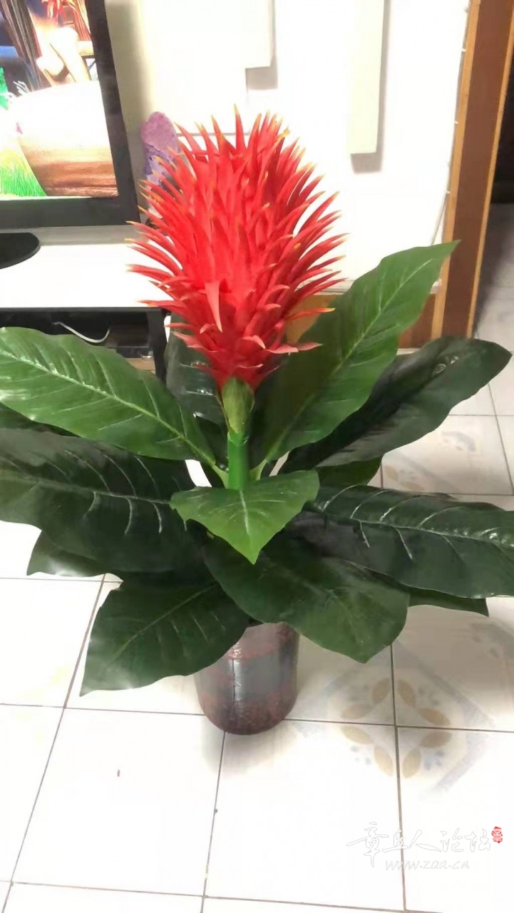 花1.jpg