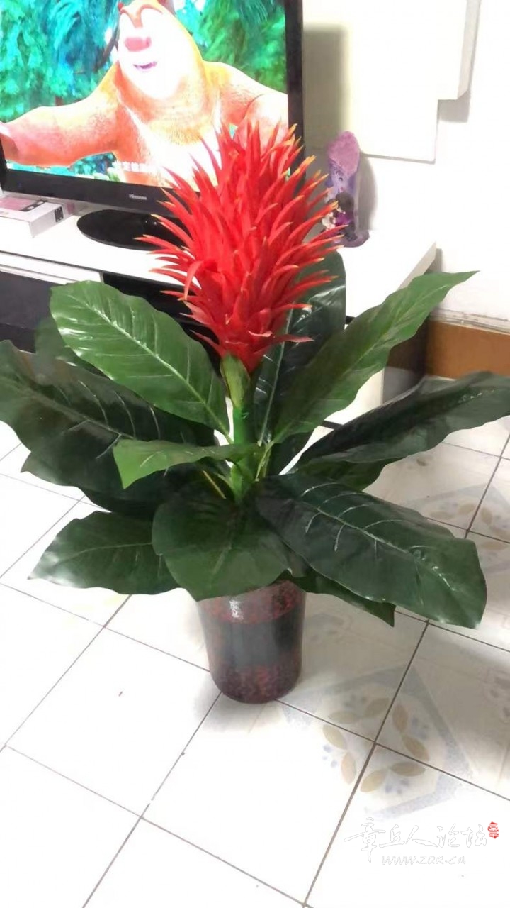花2.jpg