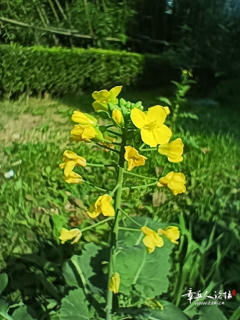 20