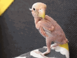 c552a73b70c44e5e8e7e2af7a78ff25d.gif