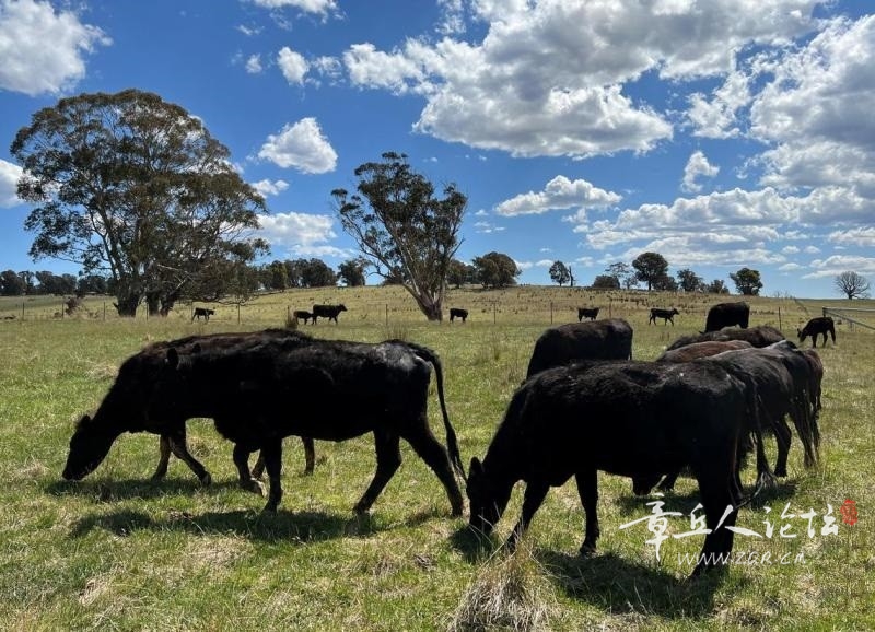 2023-11-28T025949Z926151358RC23G4A4RSJPRTRMADP3AUSTRALIA-AGRICULTURE-LIVESTOCK.jpg