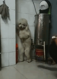 t01f44254dc92f488f9.gif