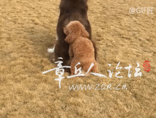 dcf485515fb4c7611a704ff7f745abd3.gif