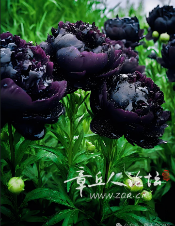 搜狗高速浏览器截图20250310141344.png