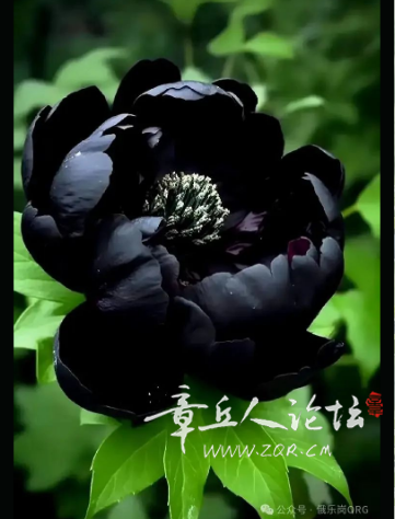 搜狗高速浏览器截图20250310141401.png