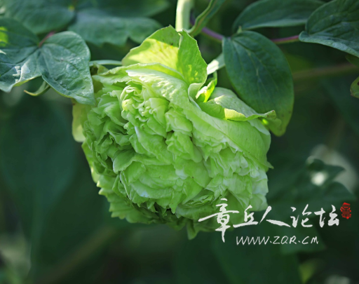 搜狗高速浏览器截图20250310142252.png