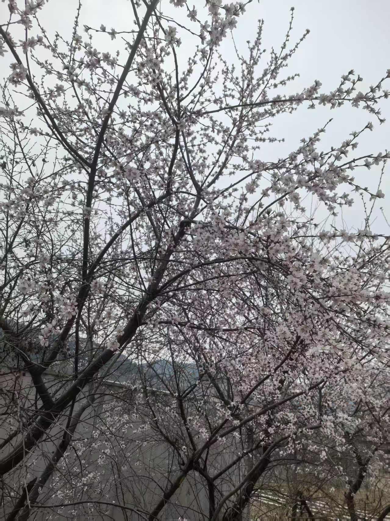 微信图片_20250316101801.jpg
