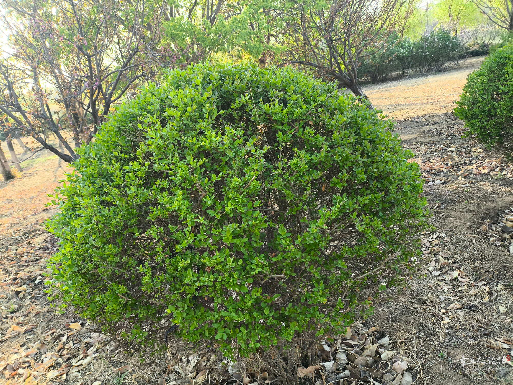 IMG_20250406_170309.jpg