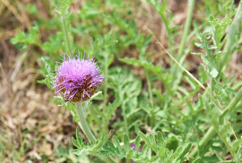 DSC_8378.jpg