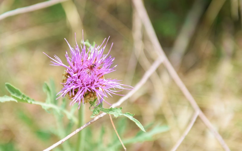 DSC_8379.jpg