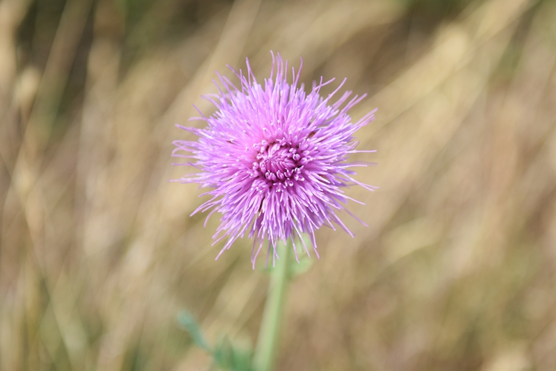 DSC_8373.jpg