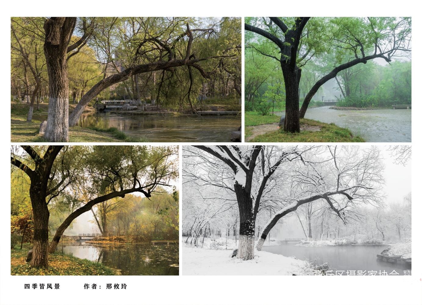 章丘城市公园摄影作品图集（2025）_16.jpg