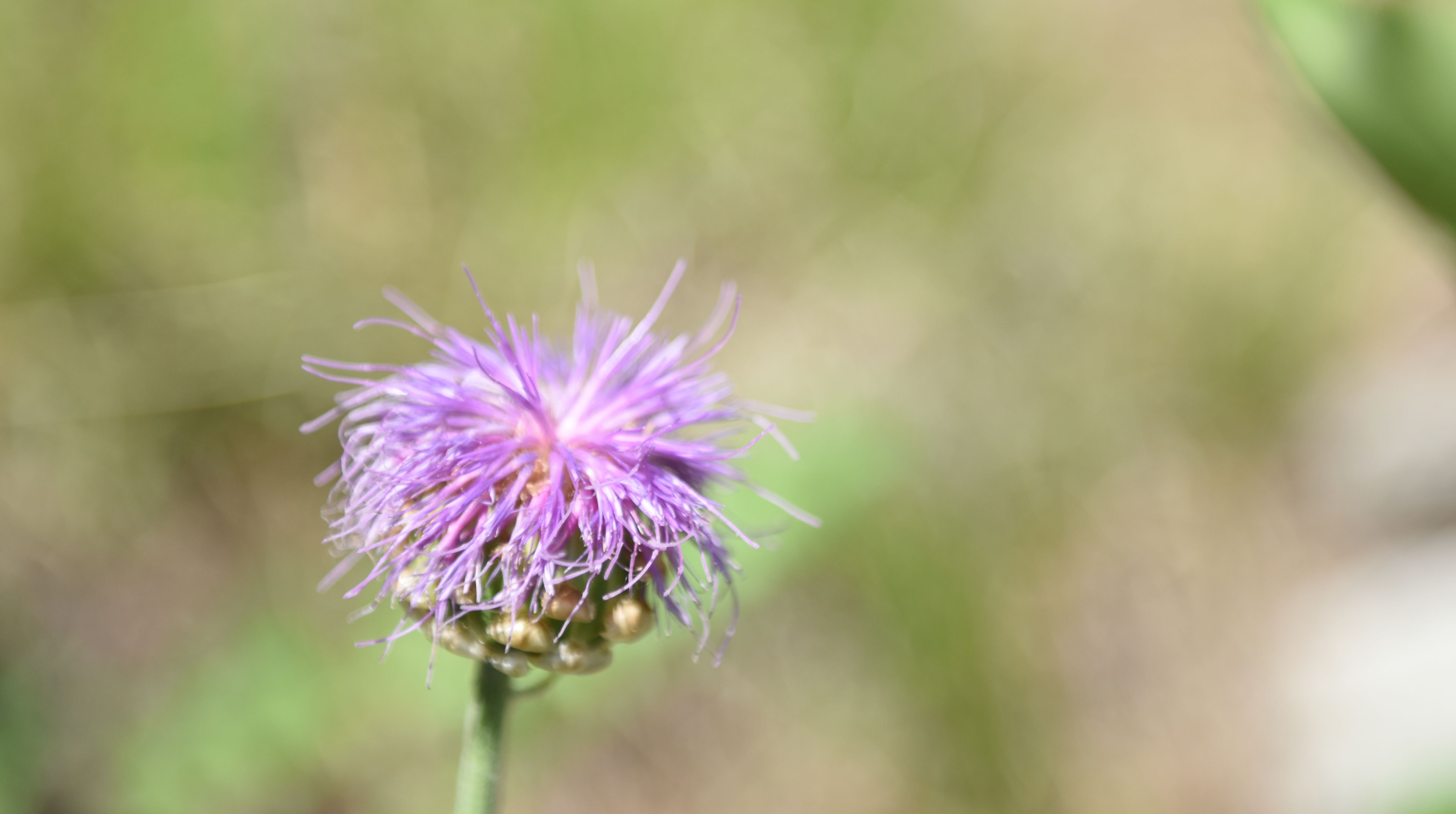 DSC_0533.JPG