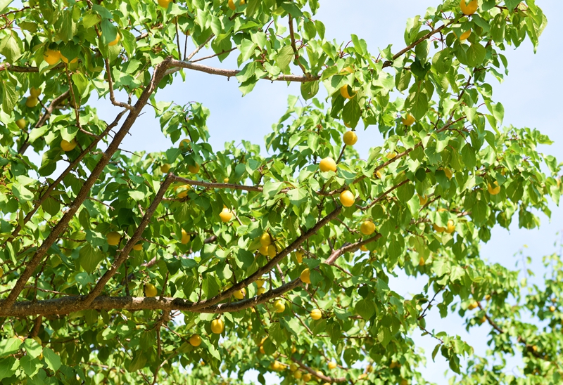 DSC_0932.jpg