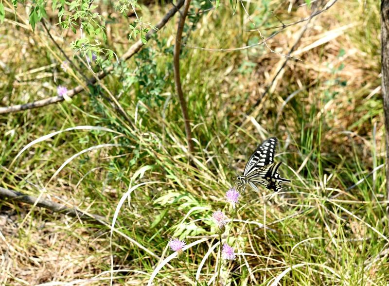 DSC_1165.jpg