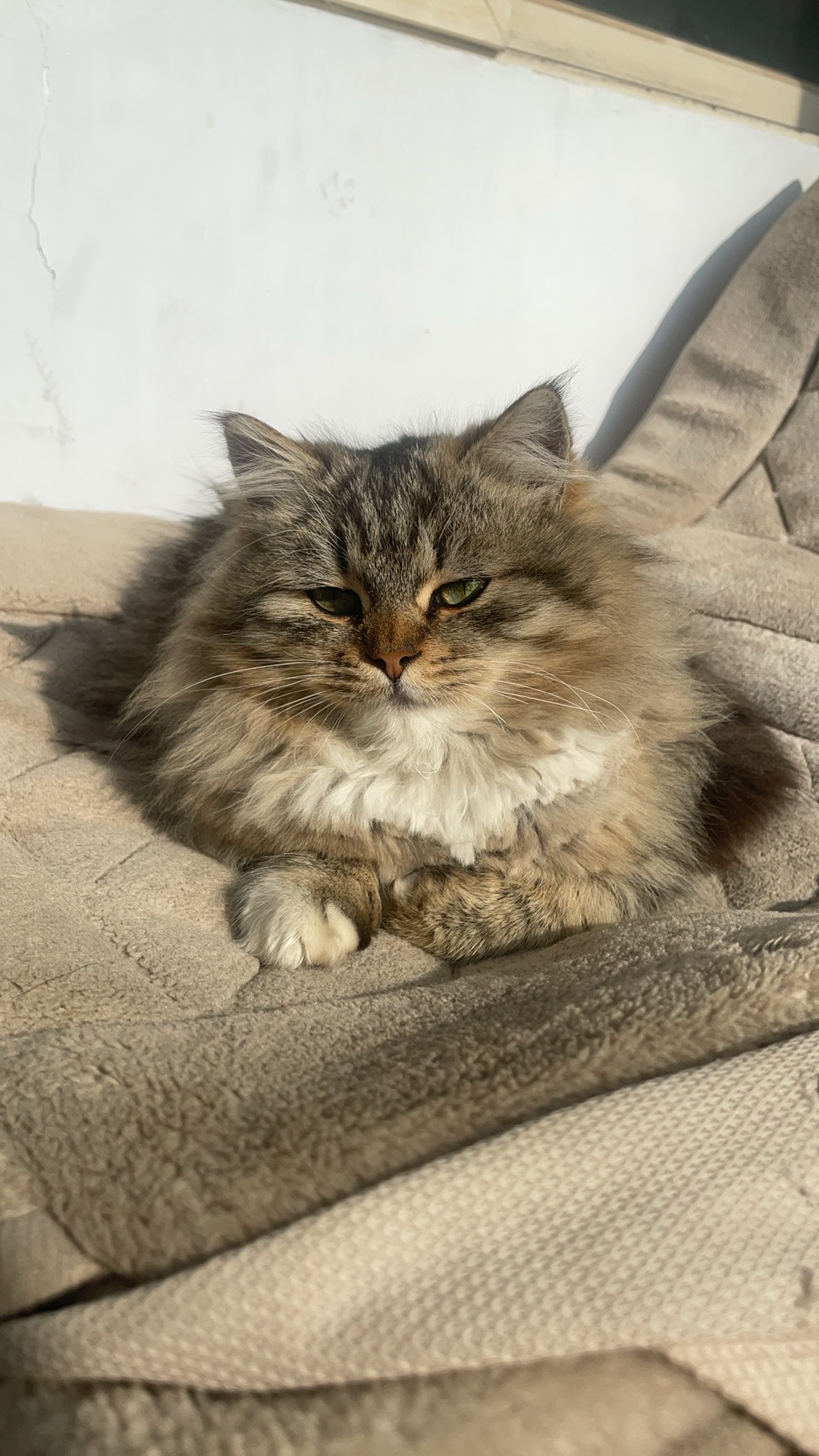 猫妈