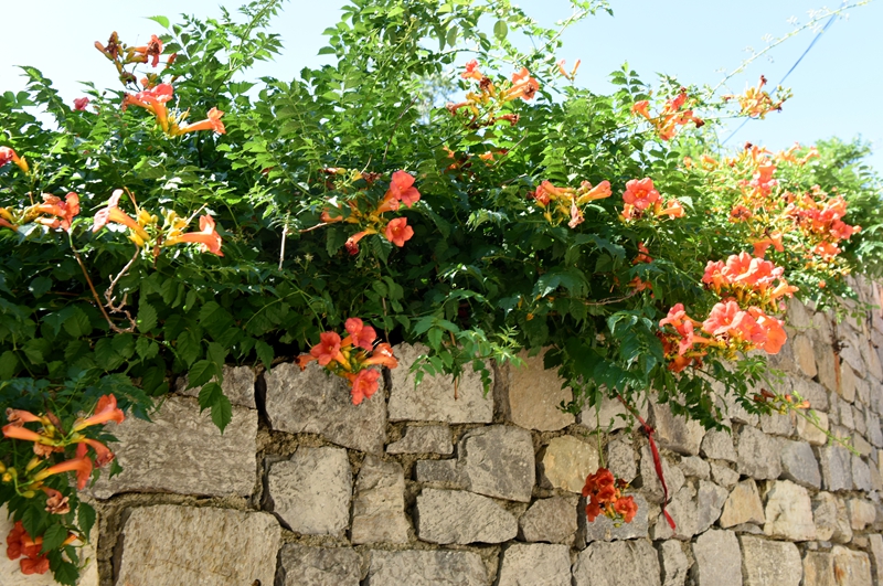 DSC_2184.jpg
