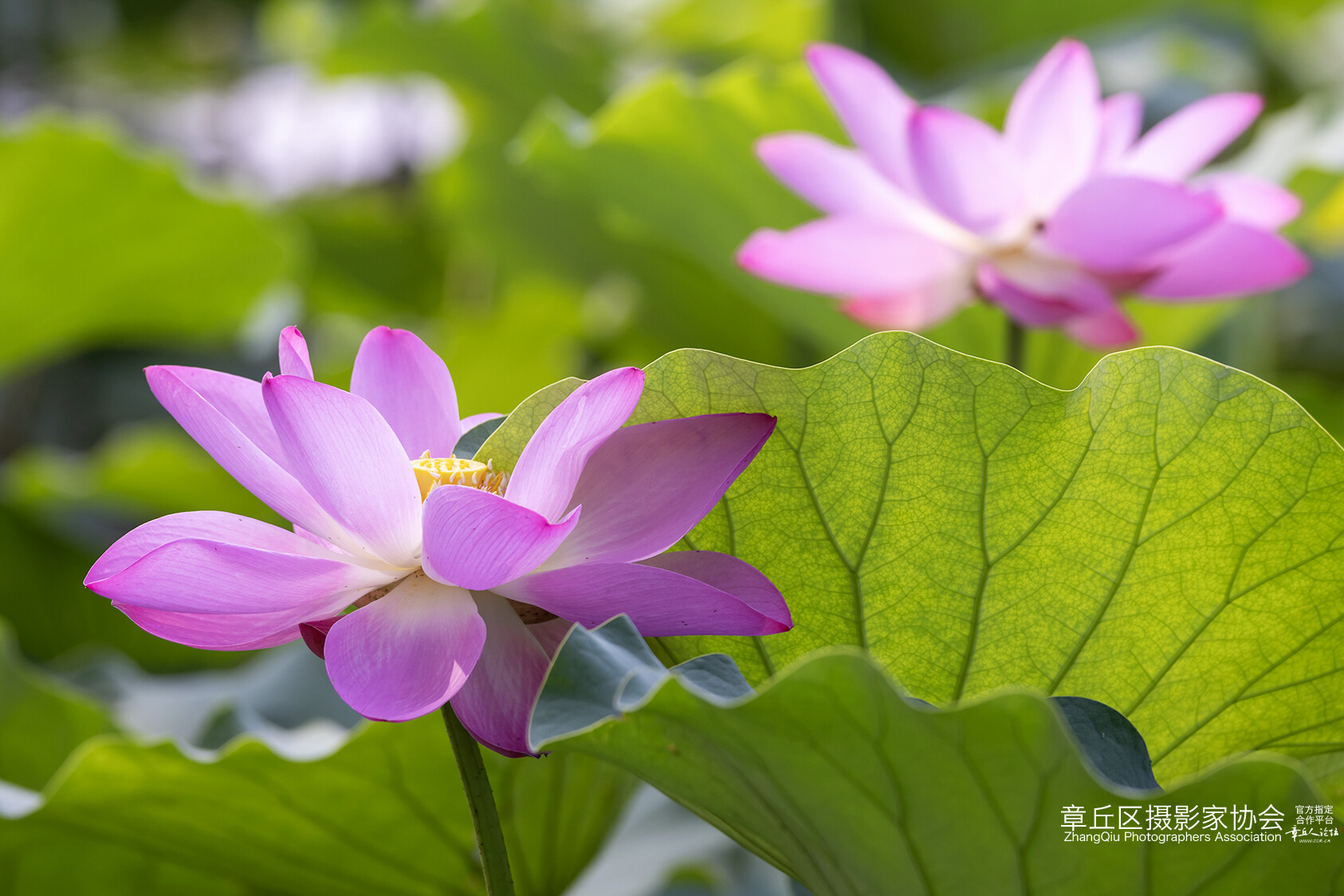 665A7866副本s.jpg