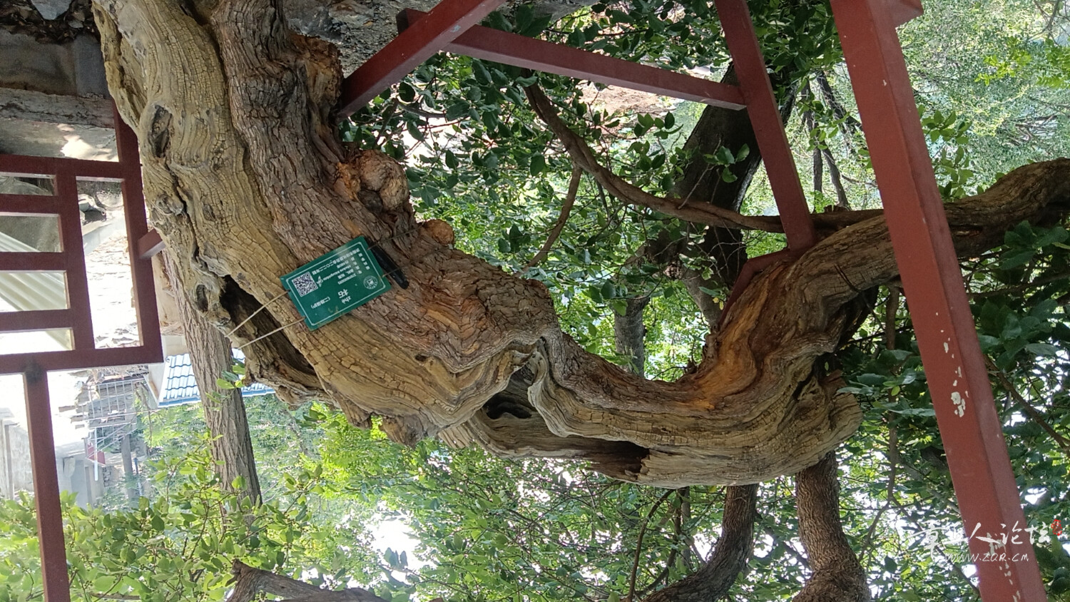 wx_camera_1749626688597.jpg