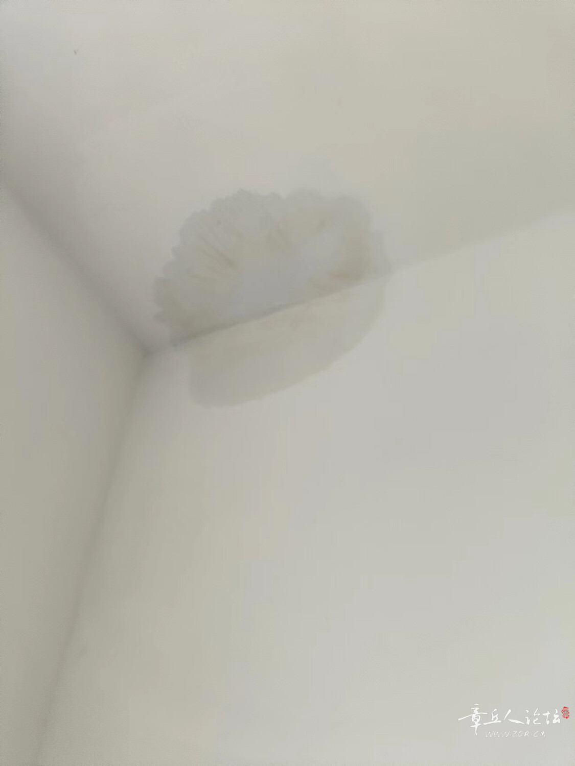 mmexport1722161159904.jpg