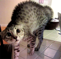 1755166914610377_825.gif