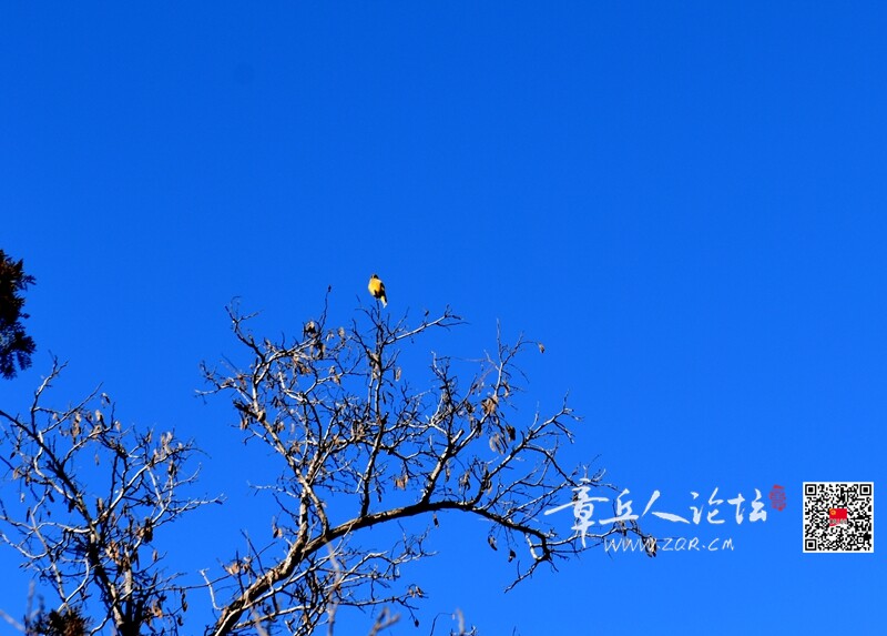 DSC_3935.jpg