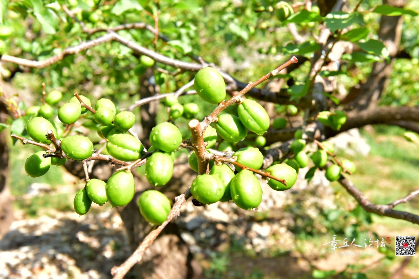 DSC_7762.jpg