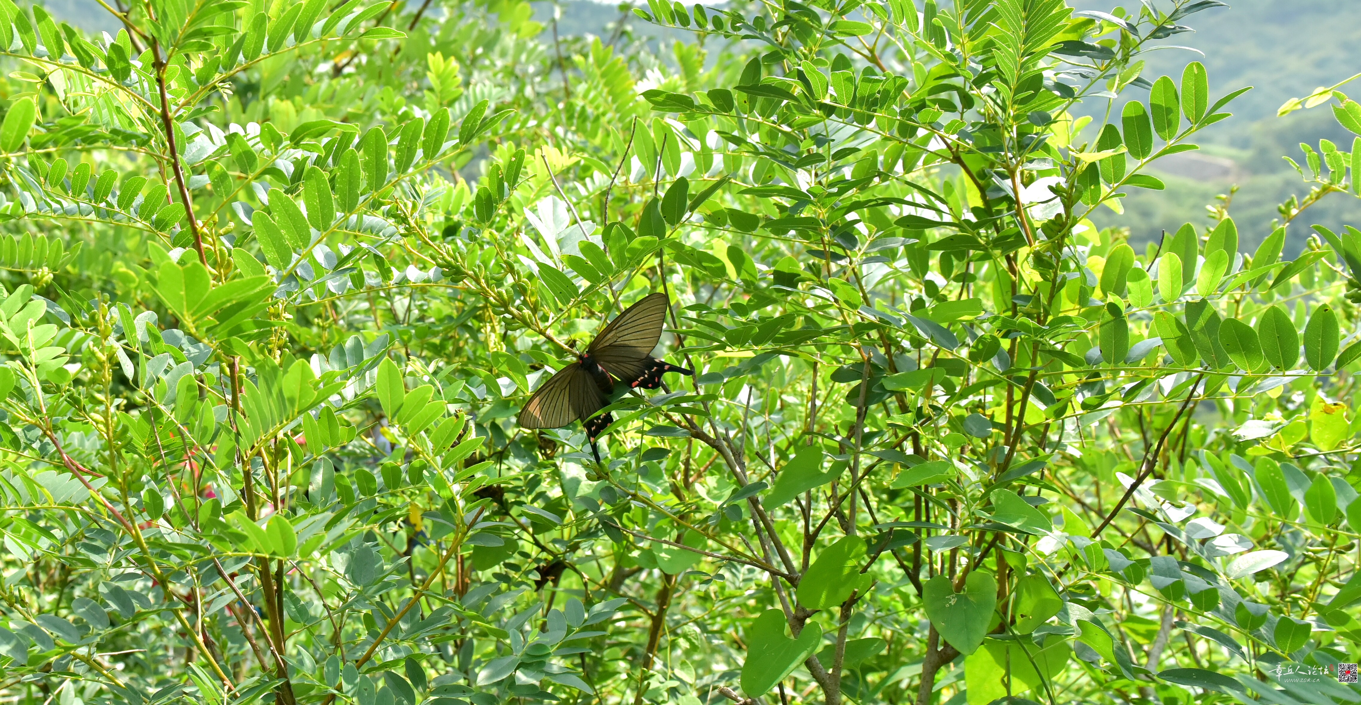 DSC_3868.JPG