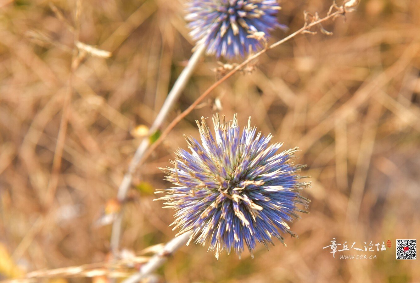 DSC_7699.jpg