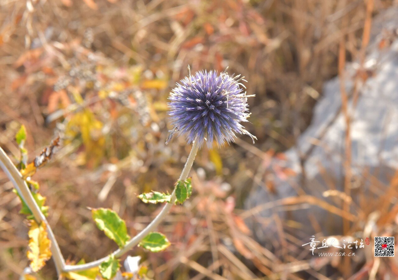 DSC_7767.jpg