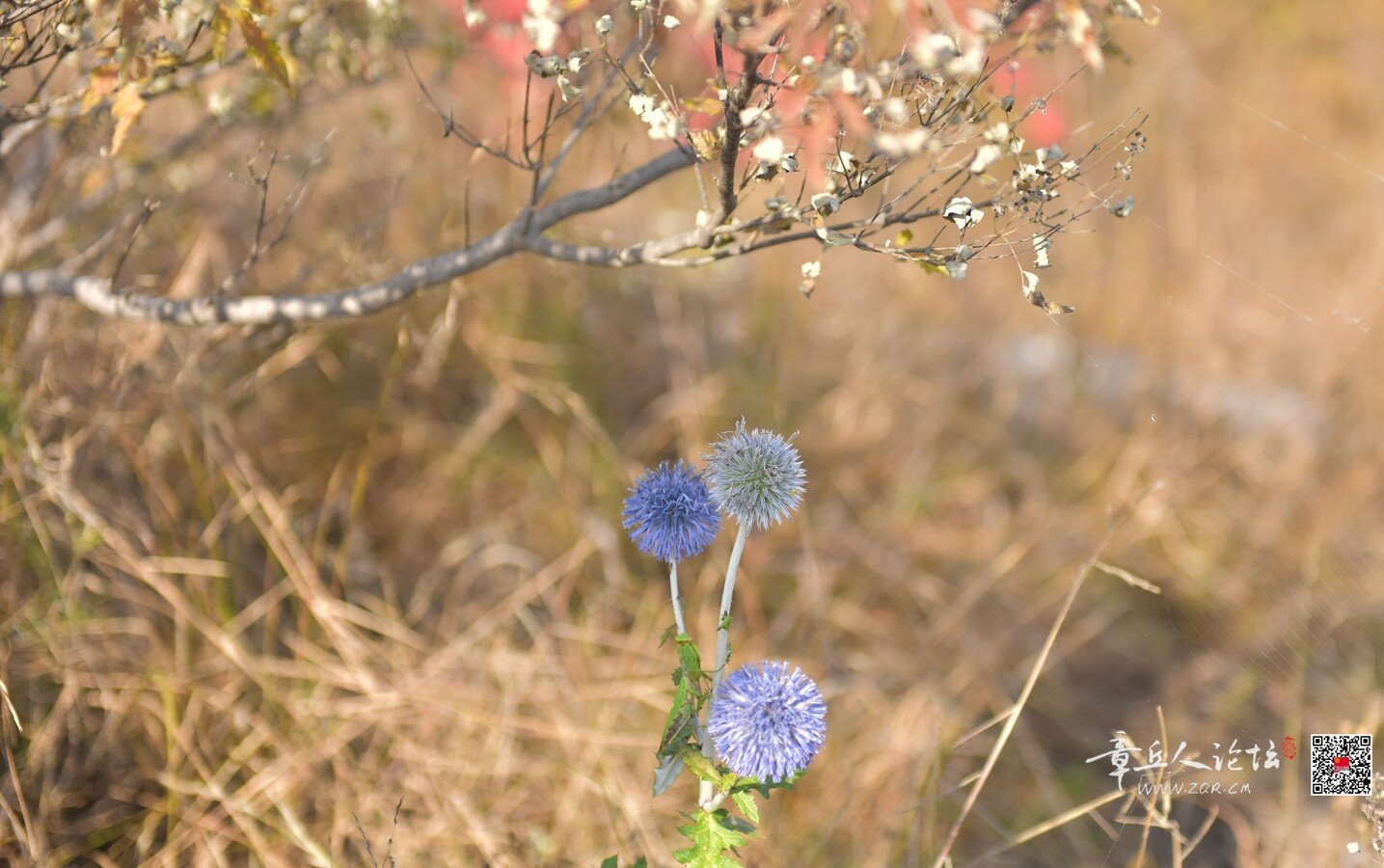 DSC_7809.jpg