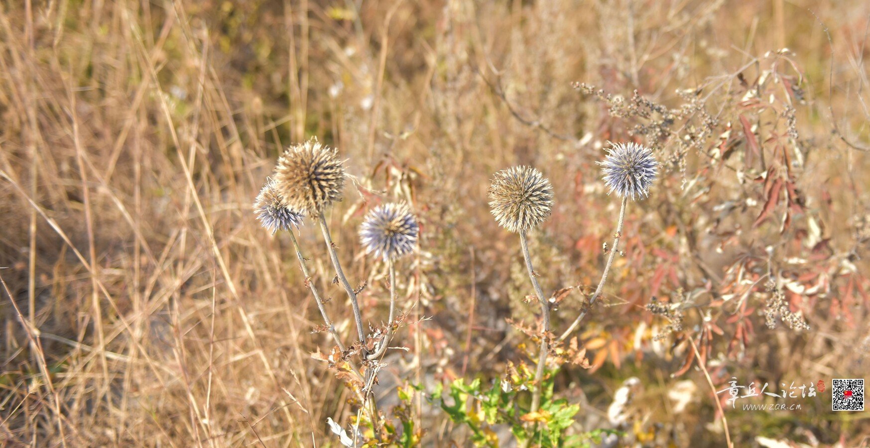 DSC_7812.jpg